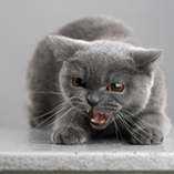 Chat agressif